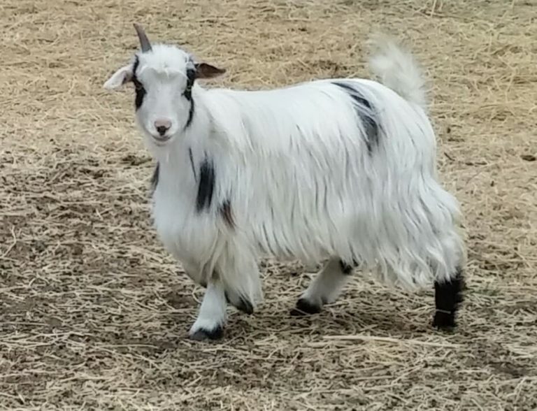 HOPE Redneck Acres Hawks Hope 6288 41717 Redneck Acres Dillon